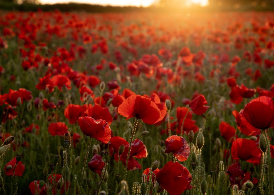 lest-we-forget-talking-to-seniors-about-remembrance-day